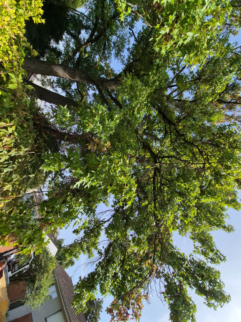 Amberbaum — Bild 2