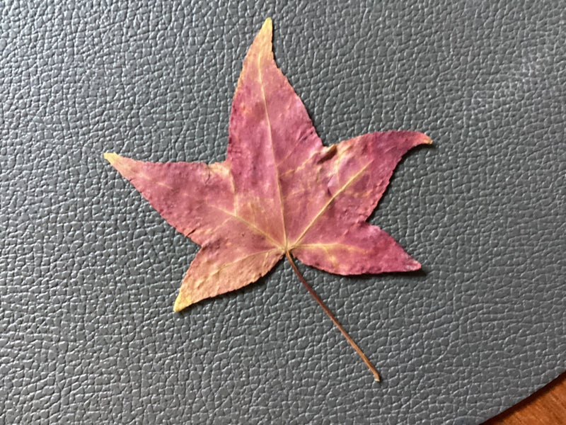 Ein einzelnes, rötlich gefärbtes Herbstblatt des Amberbaums liegt flach auf einer grauen, strukturierten Oberfläche.