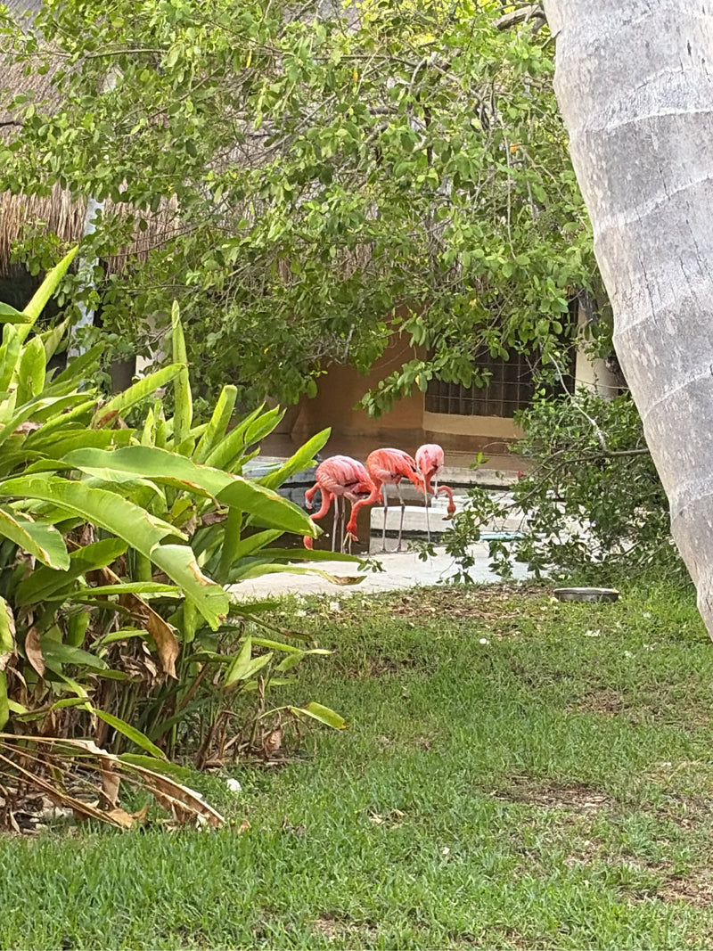 Amerikanischer Flamingo — Bild 1 von 1