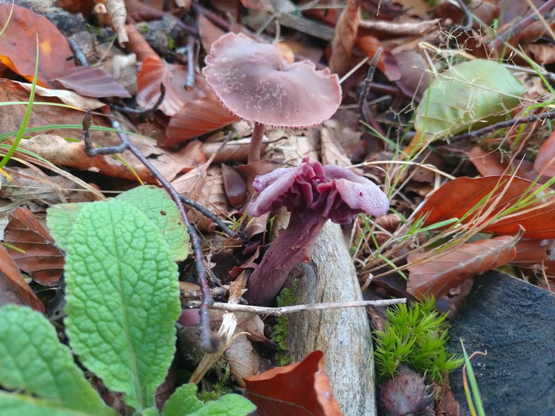 Amethyst-Lacktrichterling — Bild 1