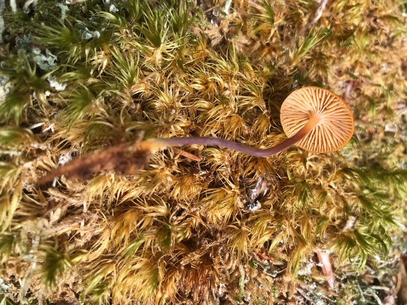 Zu sehen ist ein Amethyst-Lacktrichterling, der von unten auf einem Moospolster liegt, wodurch die Lamellen und der violette Stiel gut erkennbar sind.