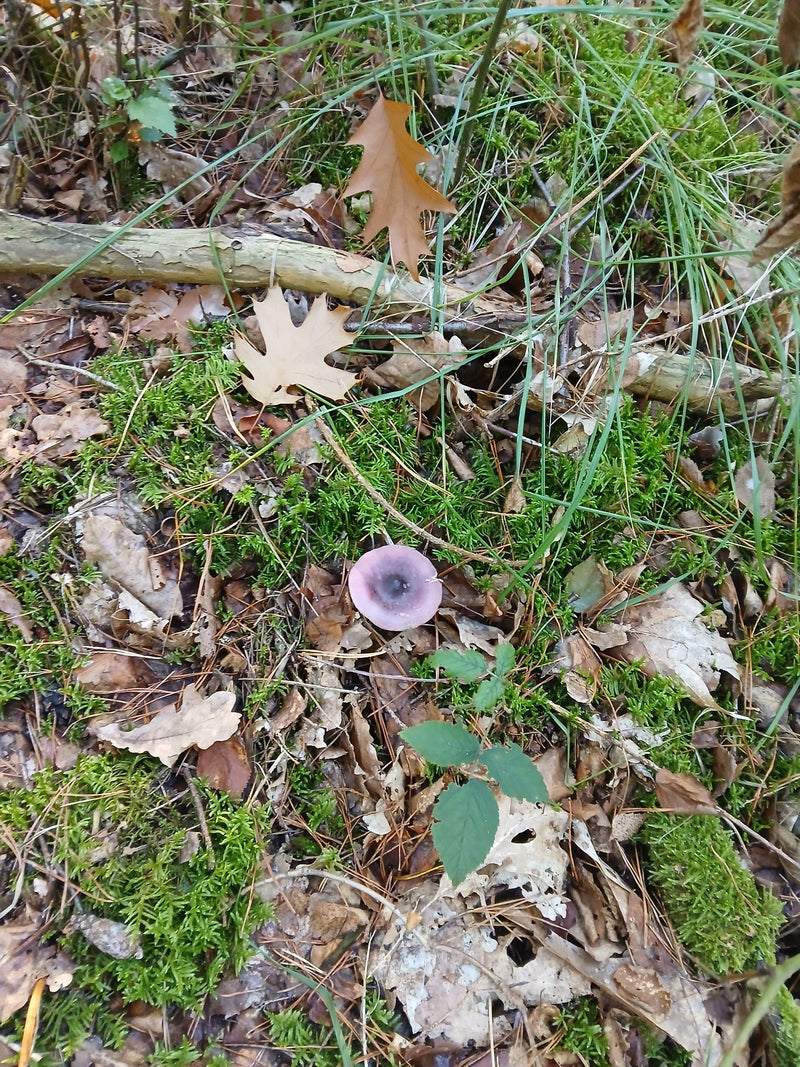 Ein violetter Hut des Amethyst-Lacktrichterlings wächst inmitten von Moos, Gras und herabgefallenem Eichenlaub auf dem Waldboden.