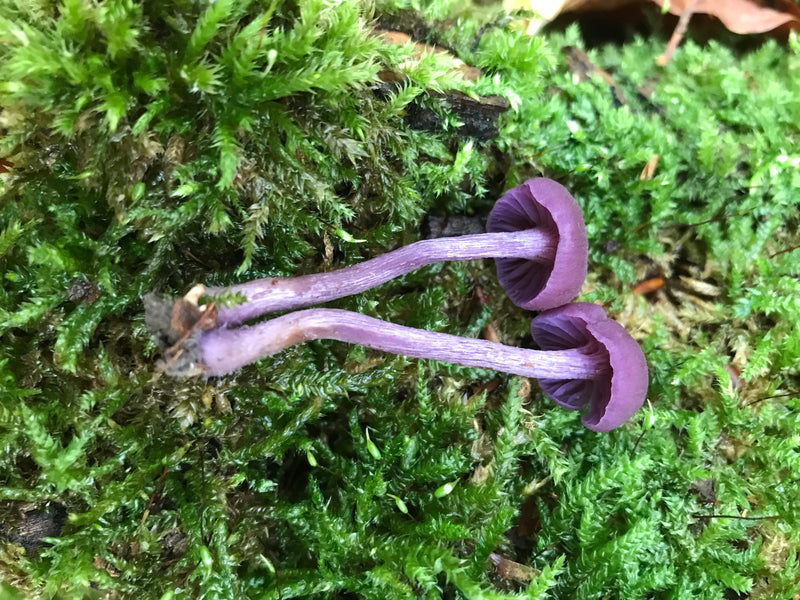 Auf grünem Moos liegen zwei violette Fruchtkörper des Amethyst-Lacktrichterlings. Die Lamellen und Stiele sind deutlich zu erkennen.