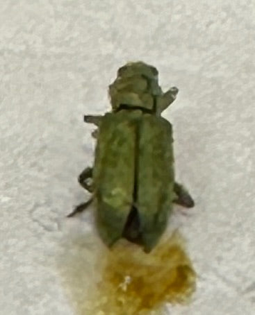 Ampfer-Blattkäfer — Bild 2