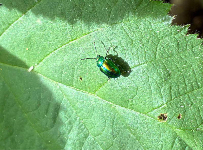 Ampfer-Blattkäfer — Bild 1
