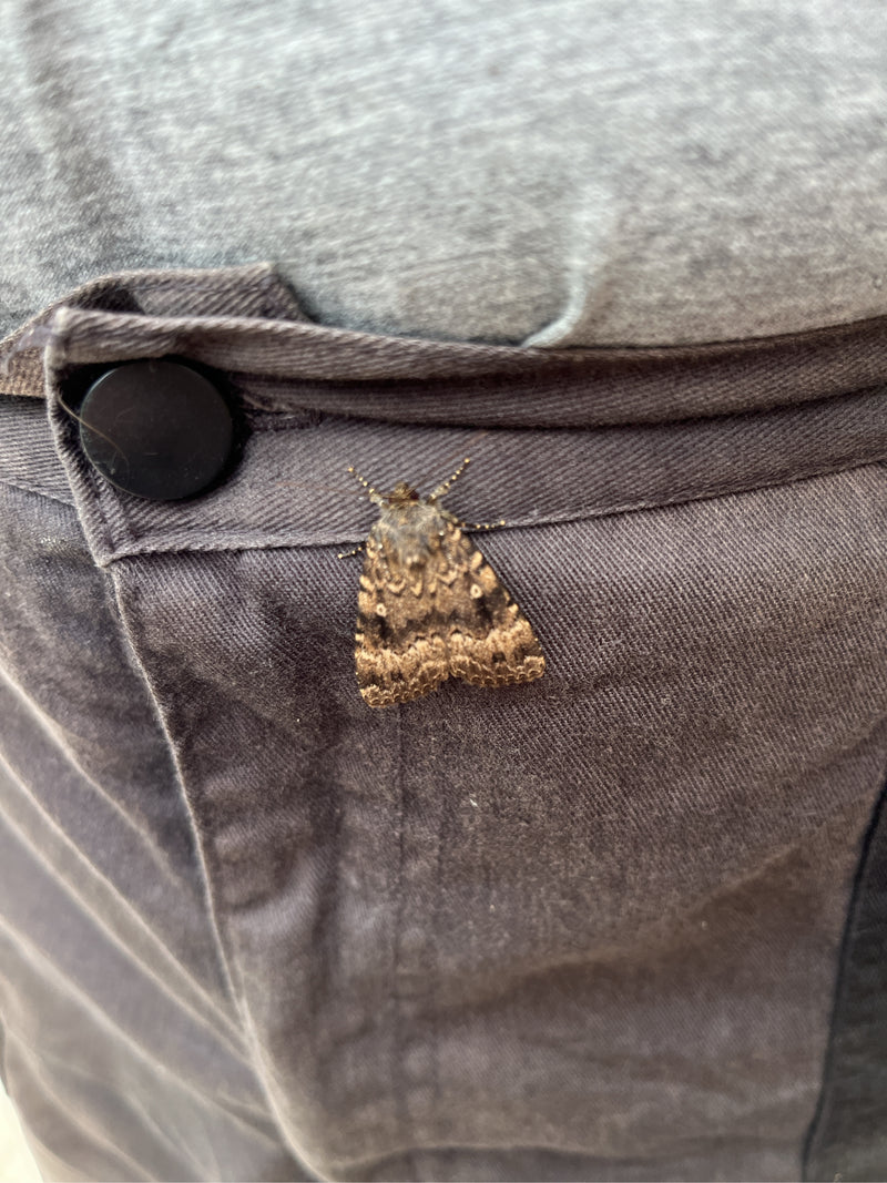 Ampfer-Rindeneule — Bild 5 von 21