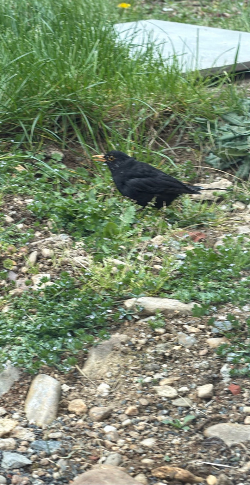Amsel — Bild 3