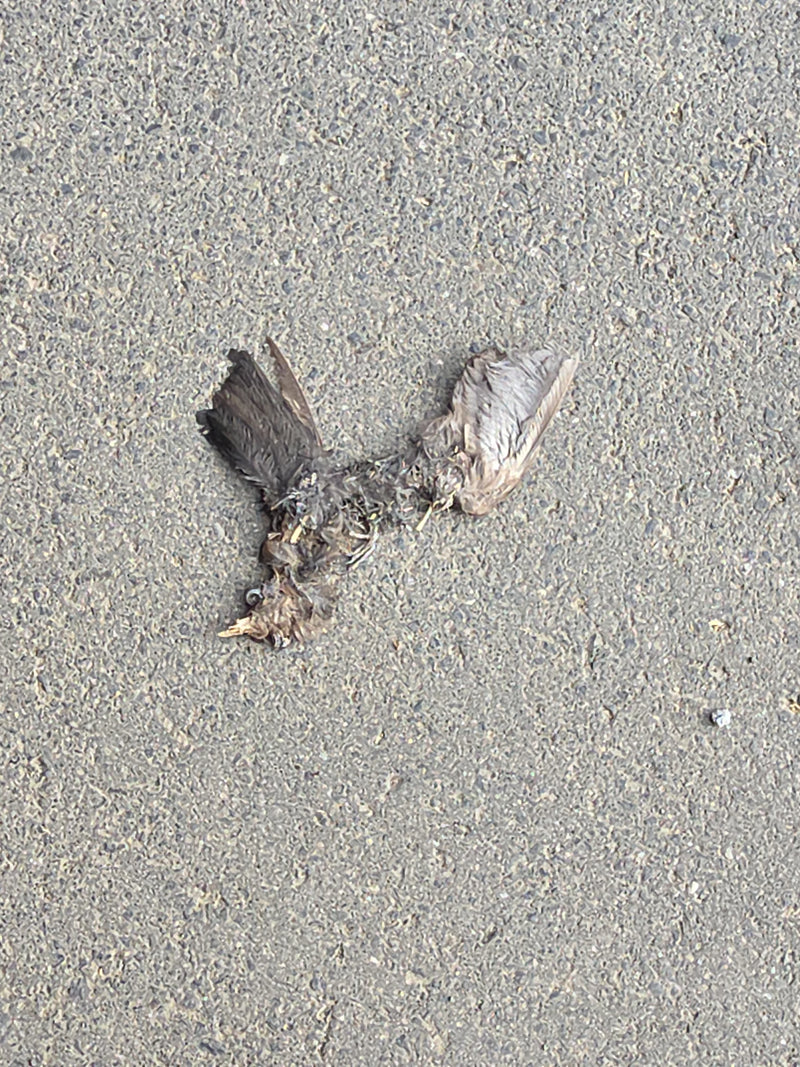 Amsel — Bild 1