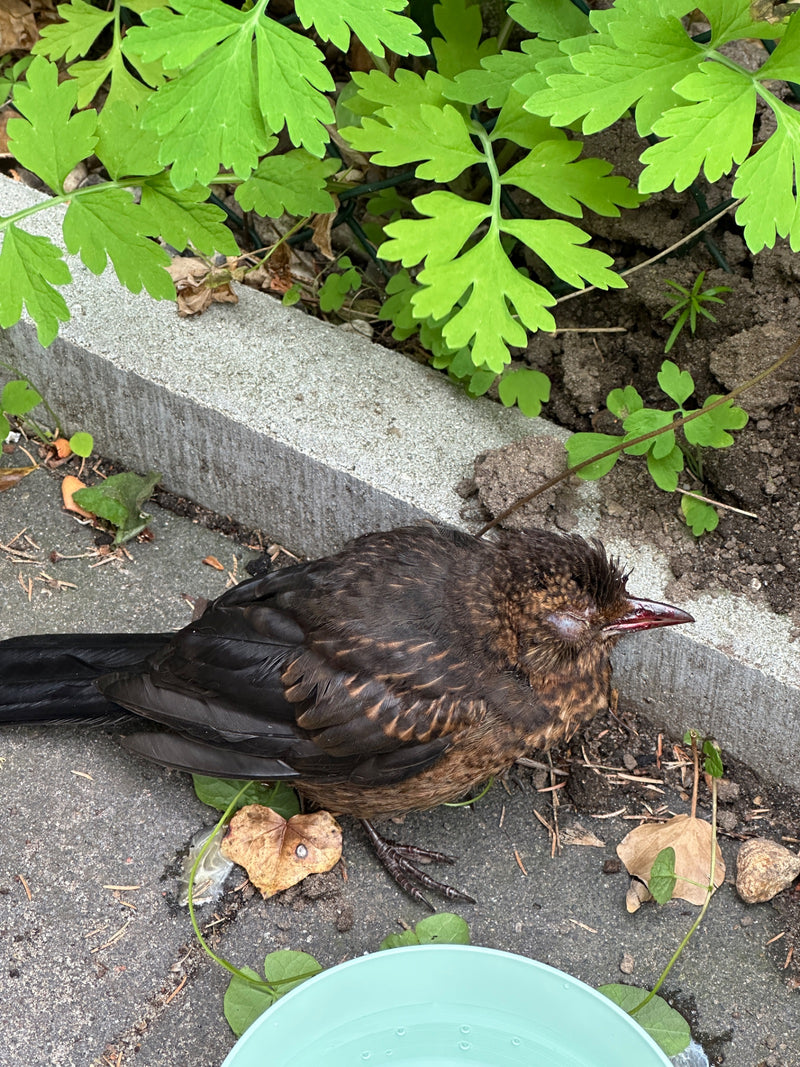 Amsel — Bild 4