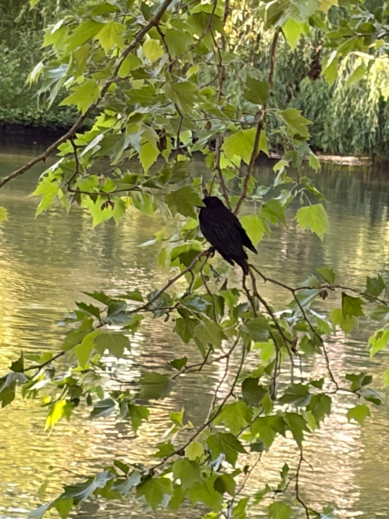 Amsel — Bild 2