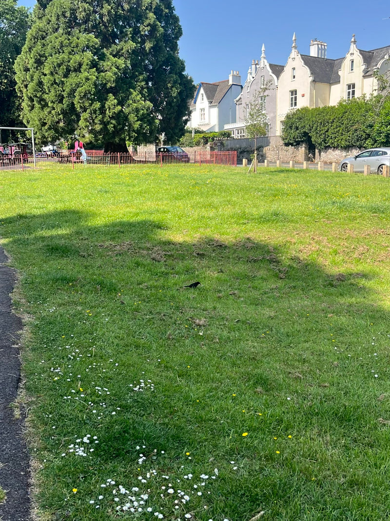 Amsel — Bild 5