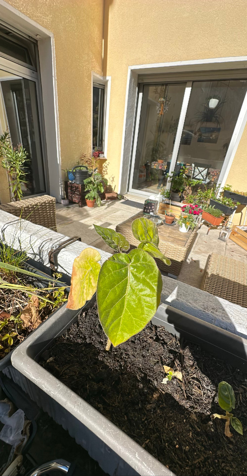 Physalis — Bild 2