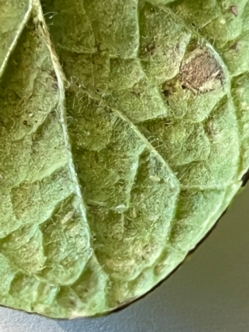 Physalis — Bild 4