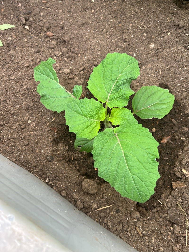 Physalis — Bild 3