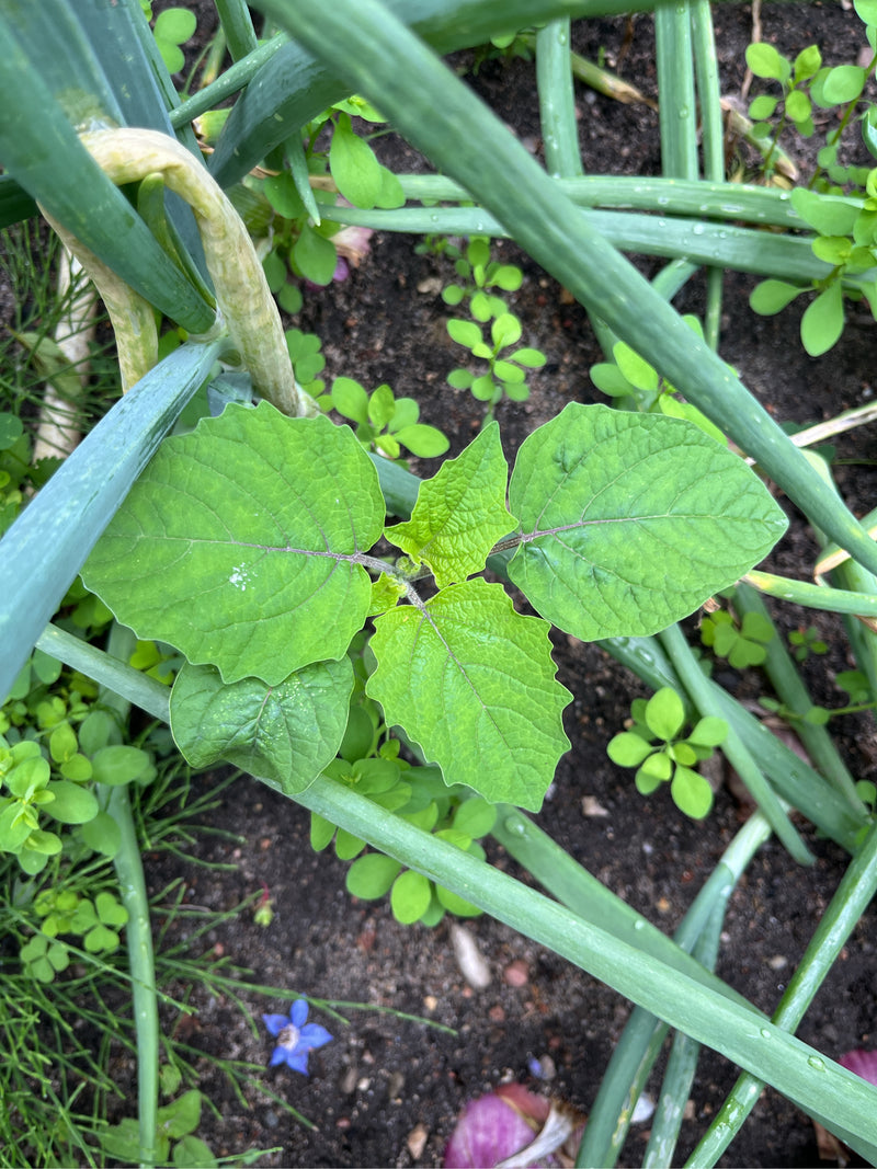 Physalis — Bild 5