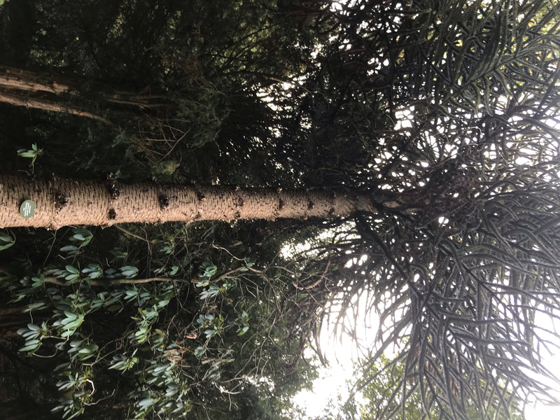 Andentanne — Bild 4 von 7
