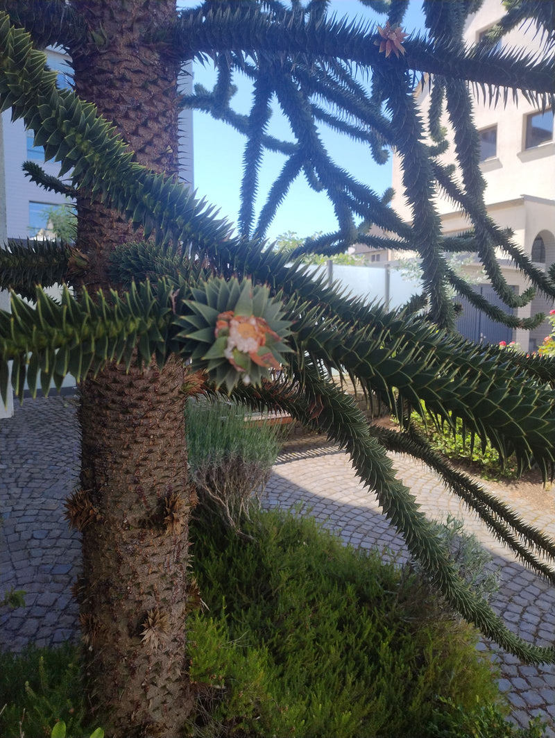 Andentanne — Bild 3