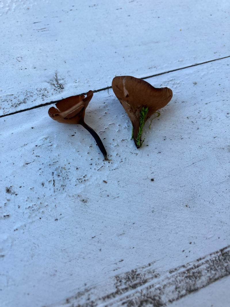 Anemonenbecherling — Bild 2