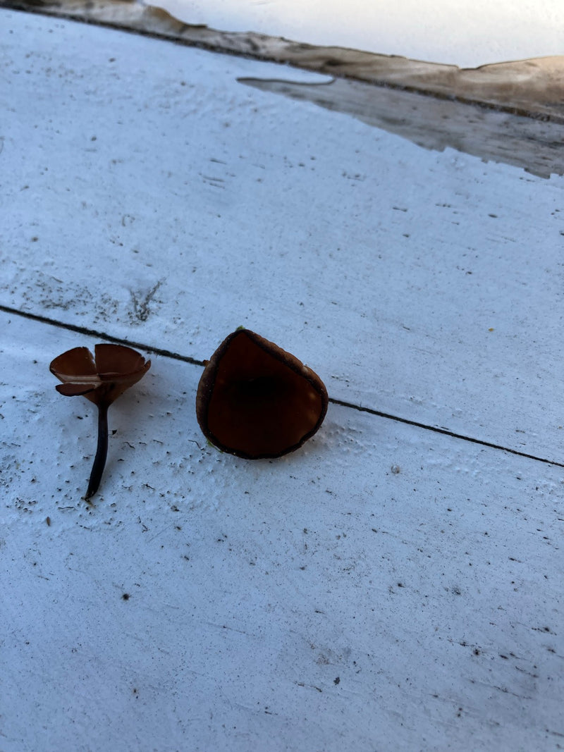 Anemonenbecherling — Bild 3