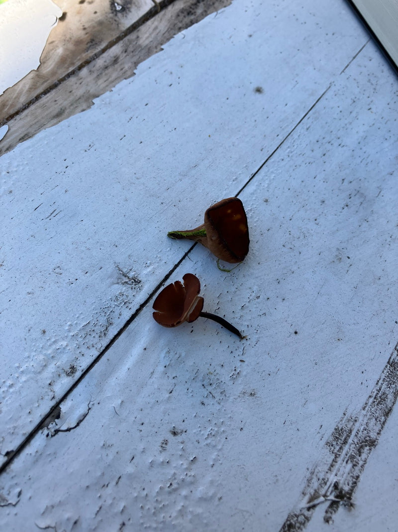 Anemonenbecherling — Bild 1