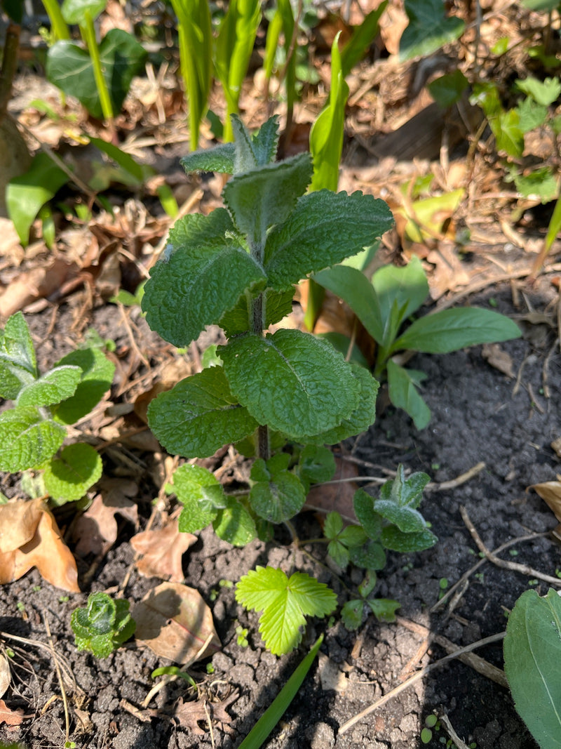 Apfelminze — Bild 2