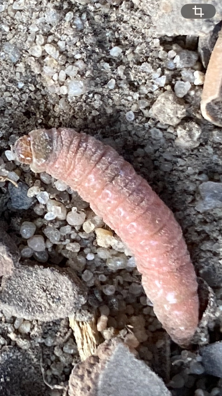 Eine rötlich gefärbte Raupe des Apfelwicklers (Cydia pomonella) liegt in Nahaufnahme auf sandigem Boden.