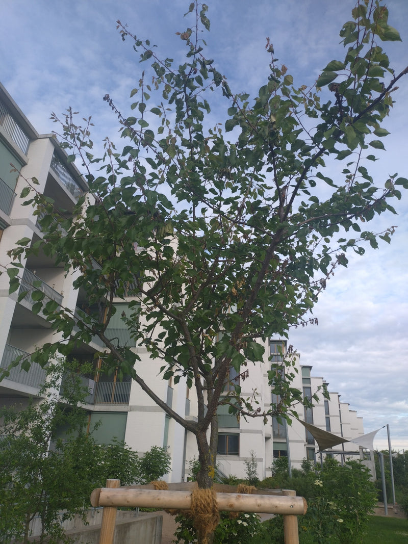 Aprikose — Bild 2