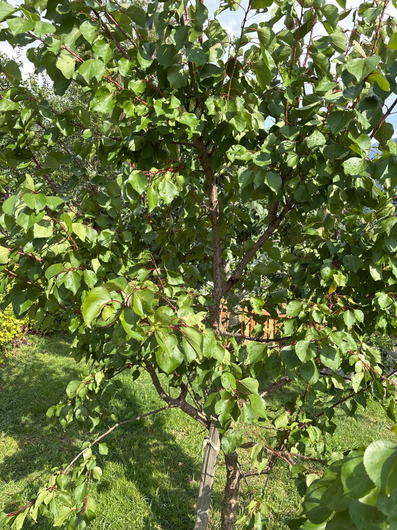 Aprikose — Bild 1