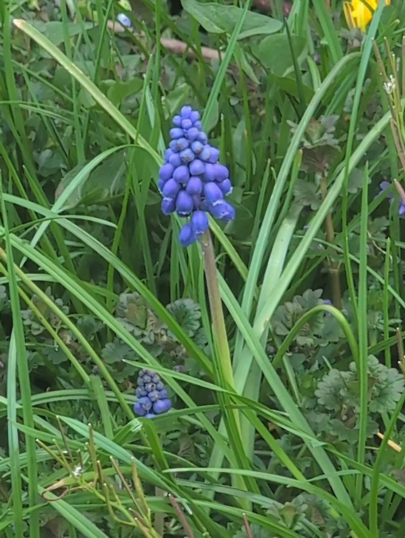 Armenische Traubenhyazinthe — Bild 2