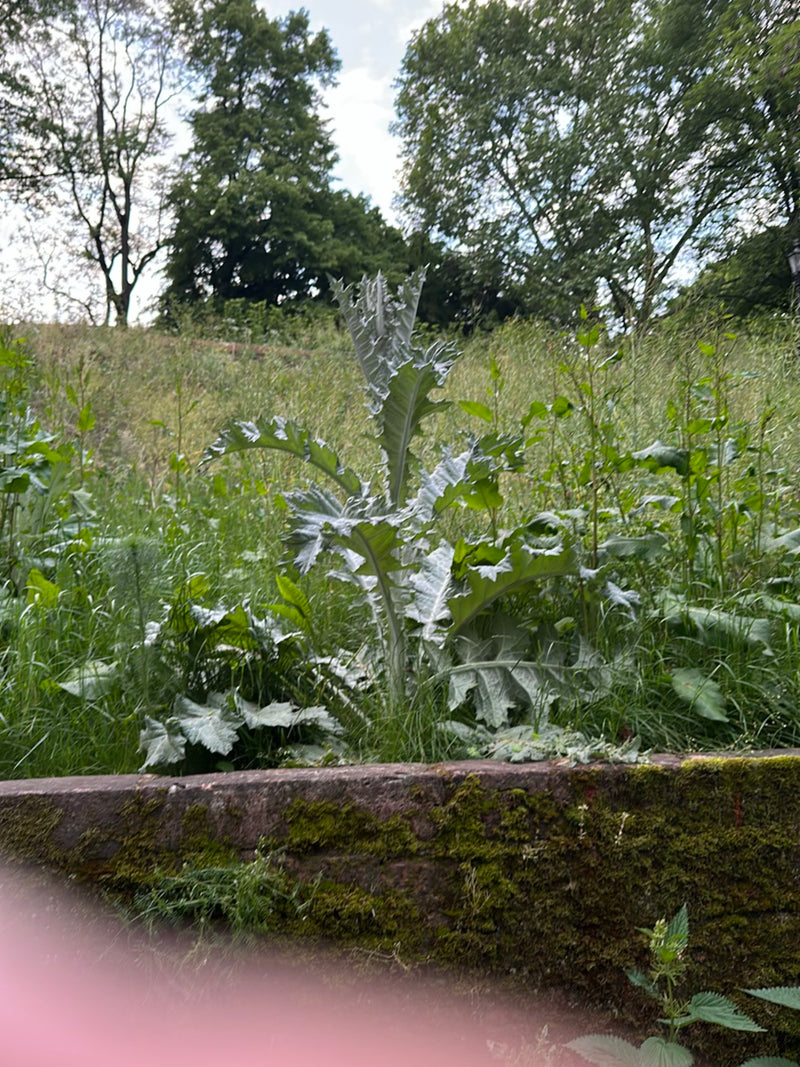 Cardy — Bild 2