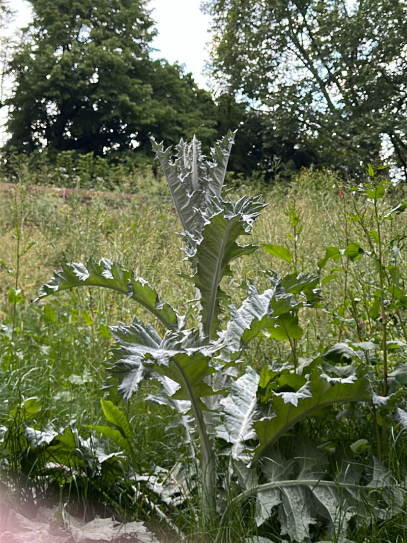 Cardy — Bild 1