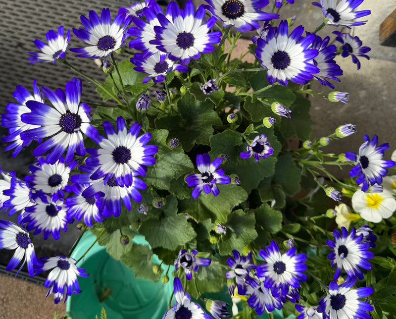 Aschenblume — Bild 2