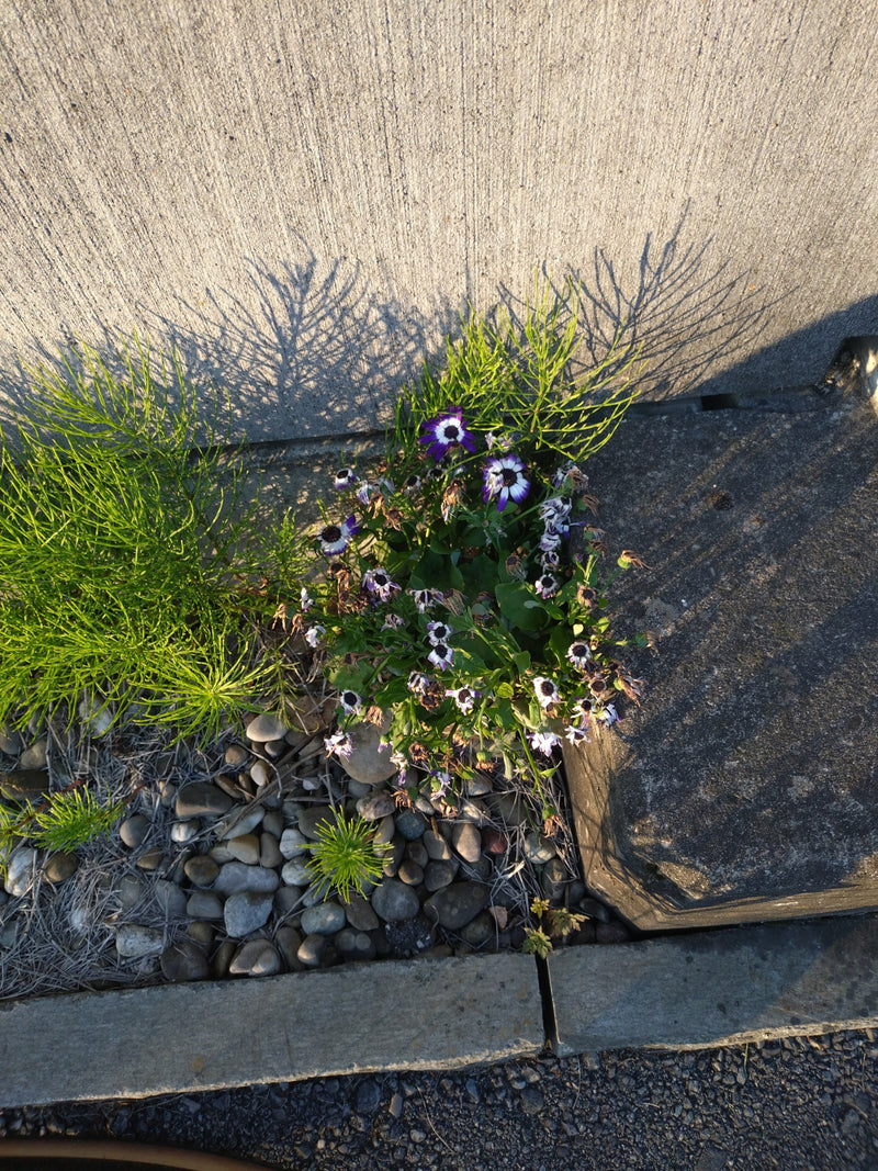 Aschenblume — Bild 1
