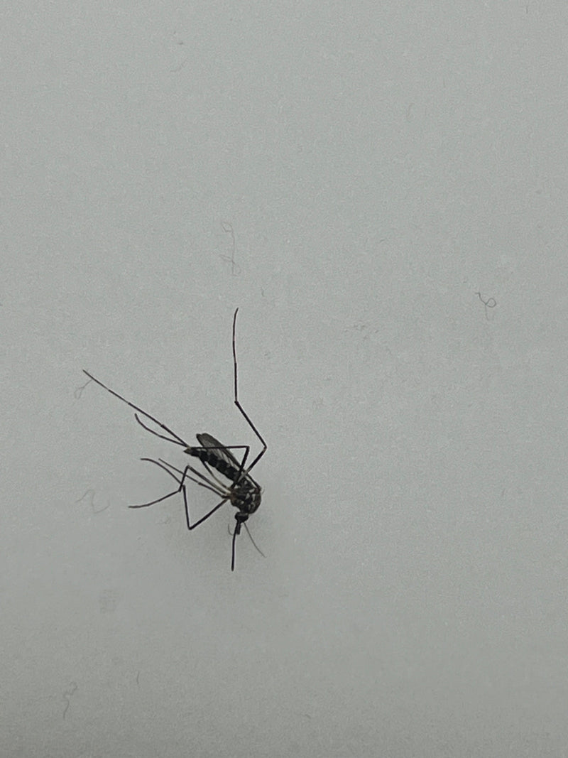 Asiatische Tigermücke — Bild 2