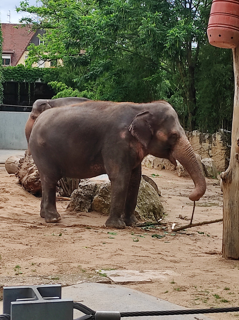 Asiatischer Elefant — Bild 1
