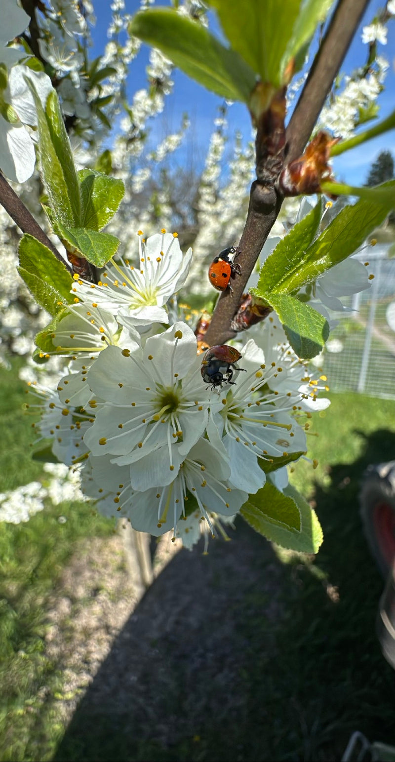 Asiatischer Marienkäfer — Bild 2