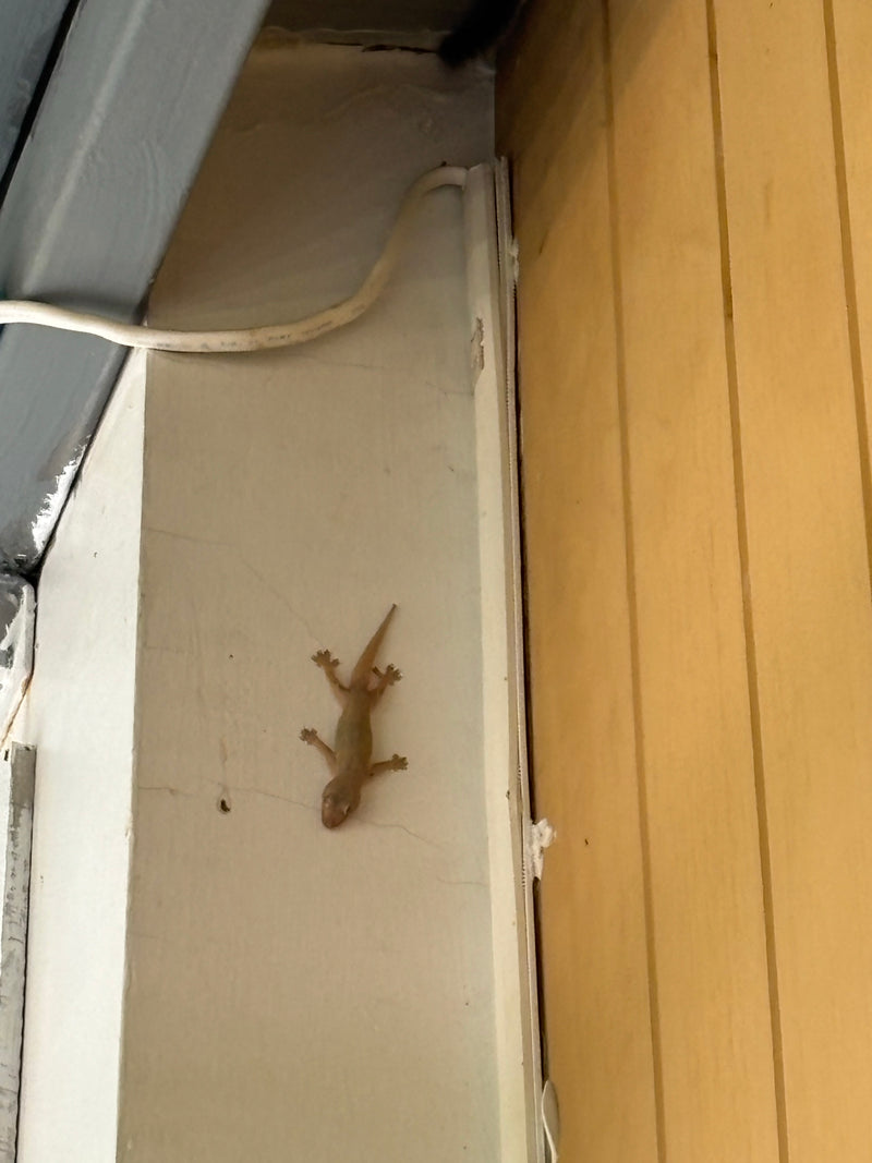 Asiatischer Punktbär — Bild 2