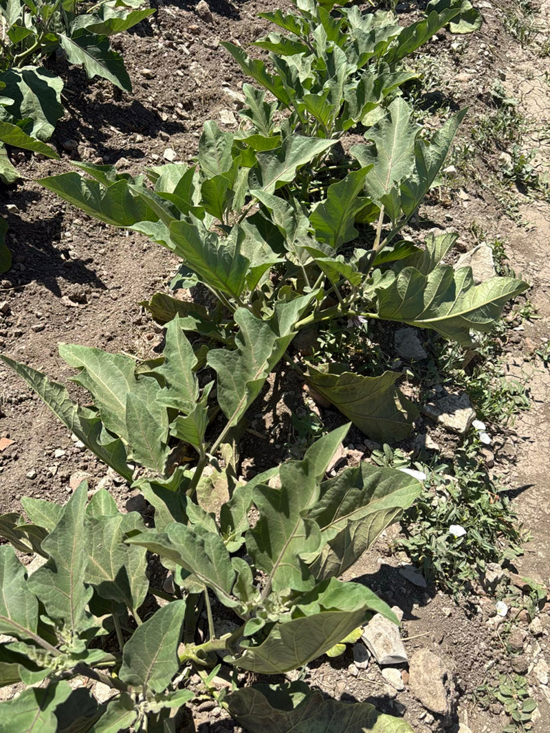Aubergine — Bild 1