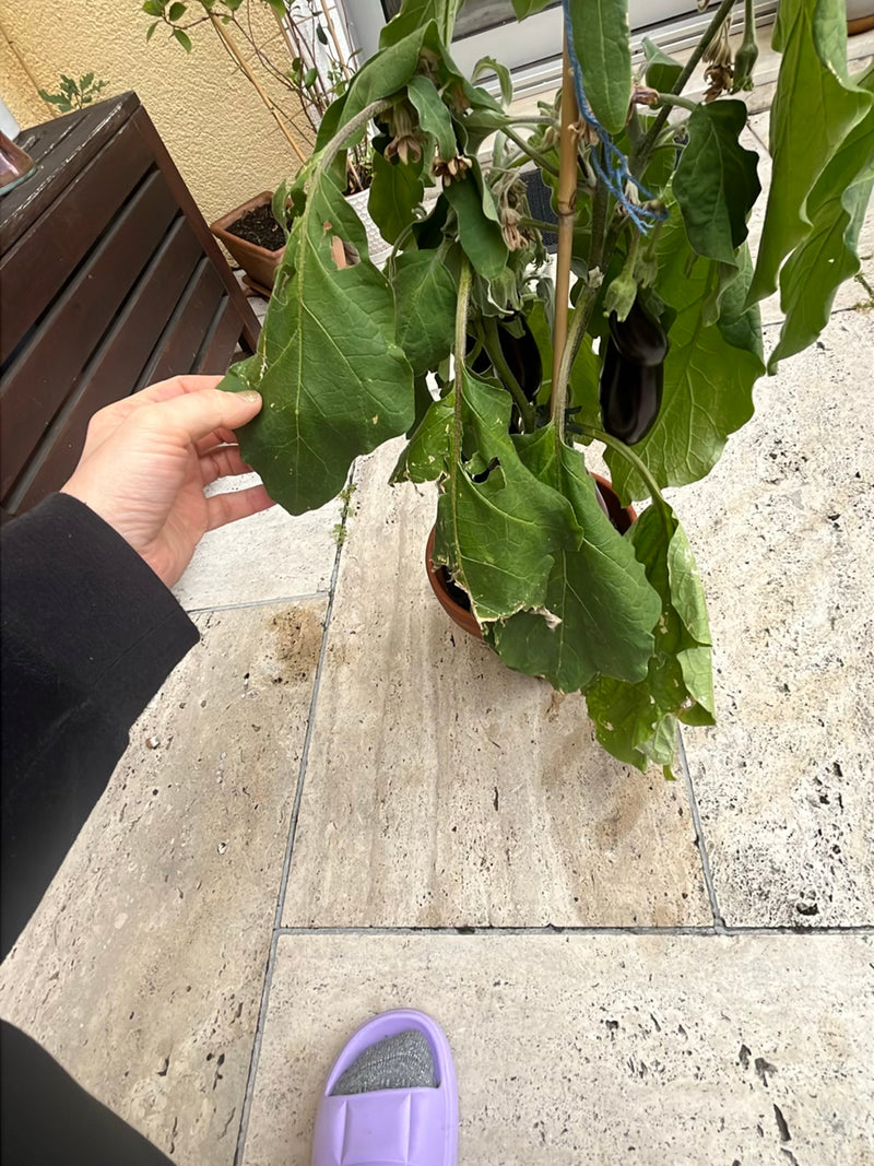 Aubergine — Bild 5
