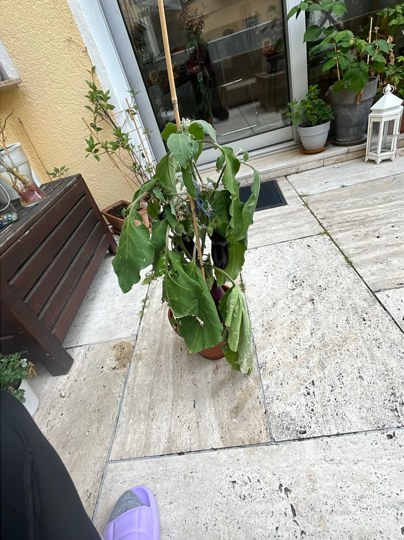 Aubergine — Bild 4