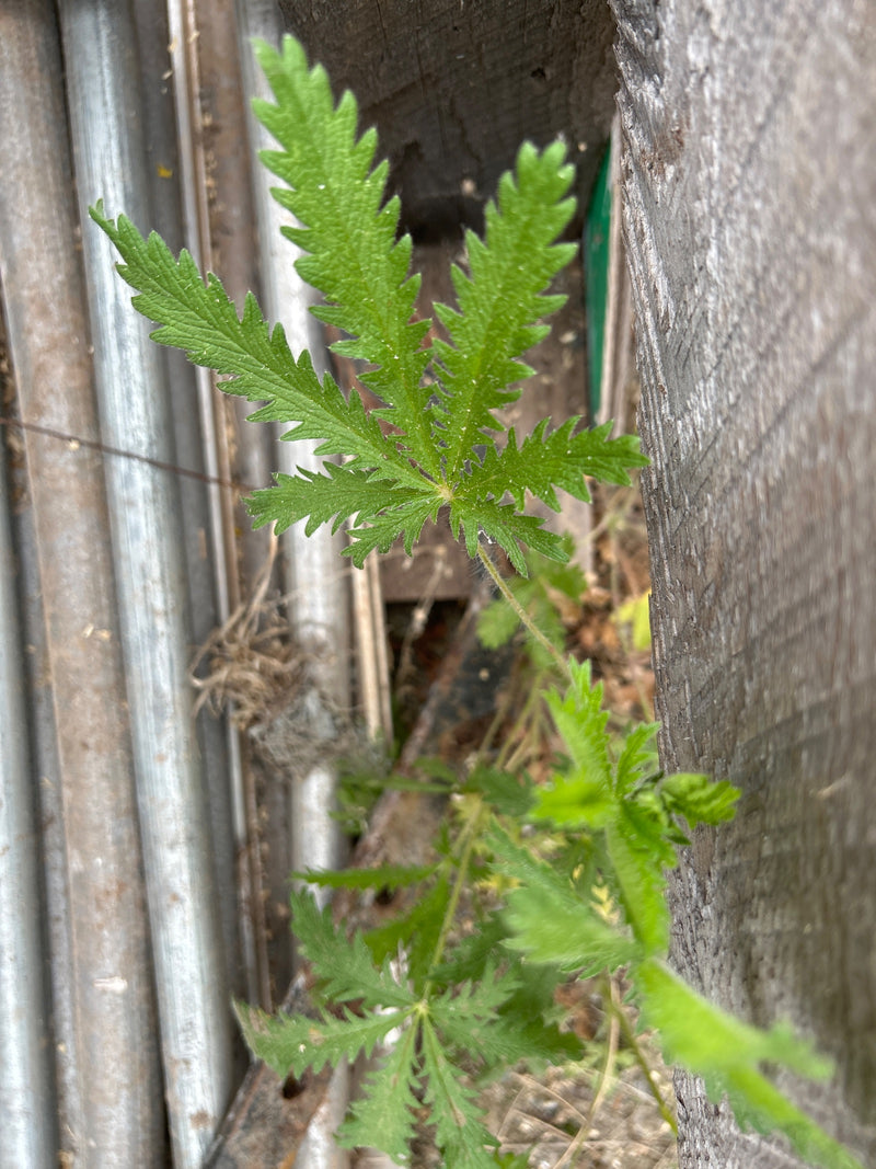 Aufrechtes Fingerkraut — Bild 2