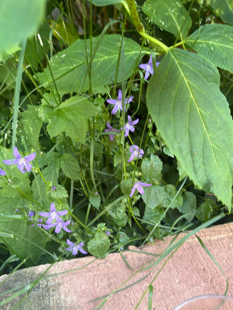Ausgebreitete Glockenblume — Bild 2