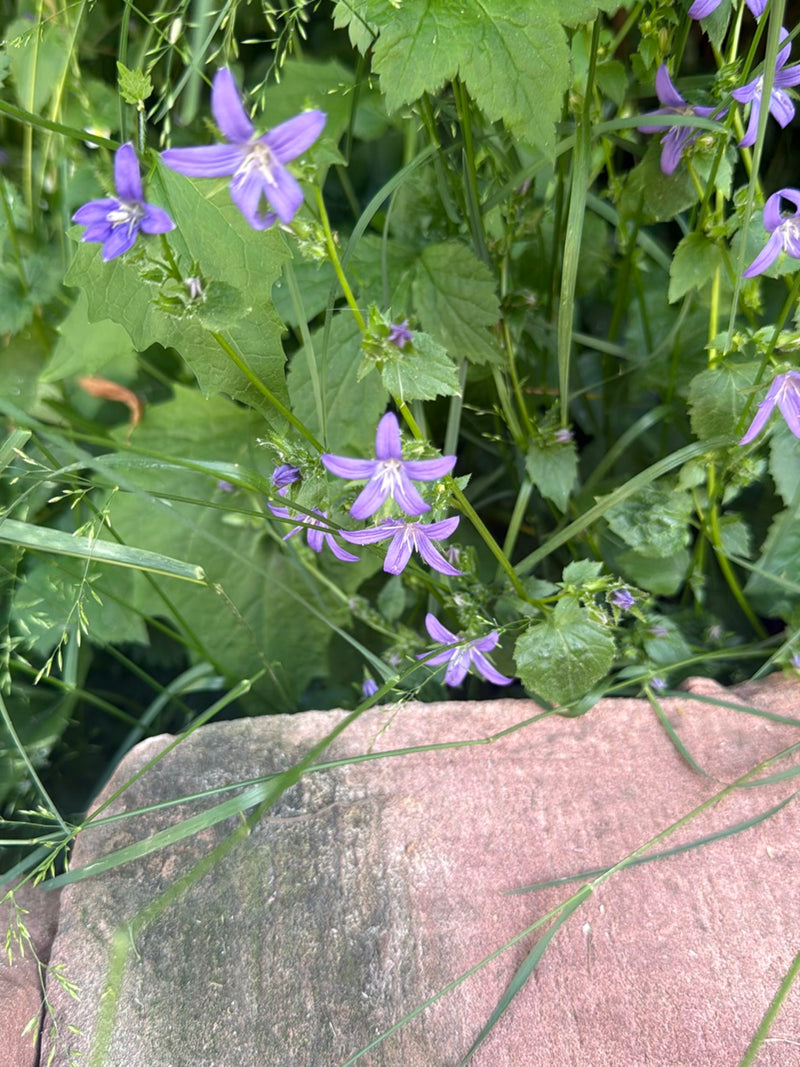 Ausgebreitete Glockenblume — Bild 1