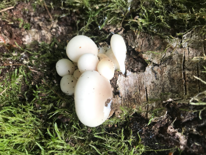 Austernseitling — Bild 2 von 20