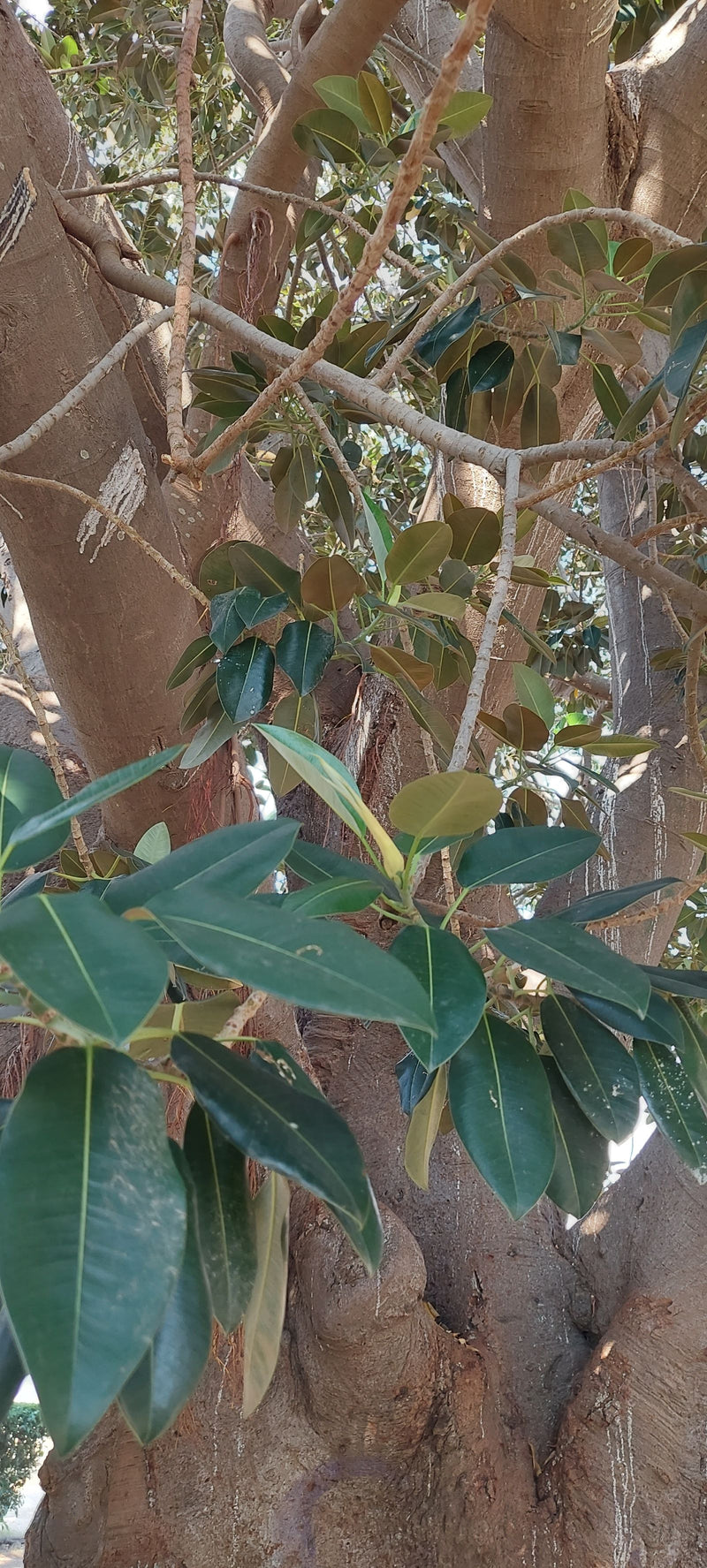 Australische Feige — Bild 2 von 3