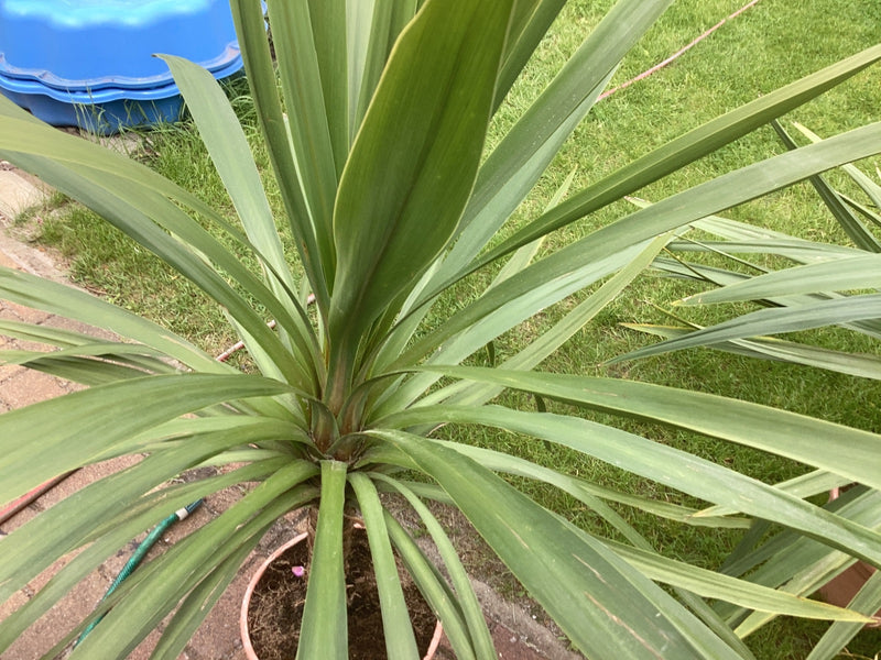 Australische Kohlpalme — Bild 1