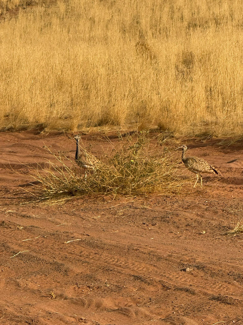 Australische Trappe — Bild 1 von 1