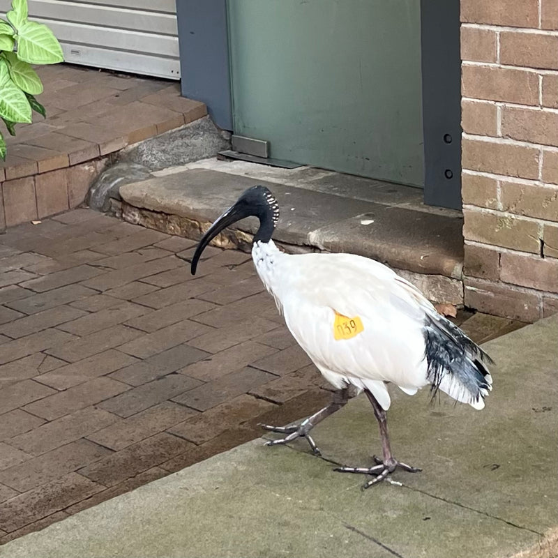 Australischer Ibis — Bild 1
