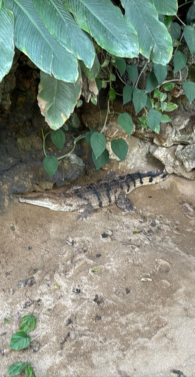 Australisches Süßwasserkrokodil — Bild 1