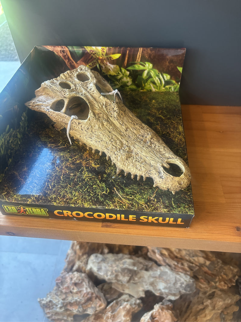 Australisches Süßwasserkrokodil — Bild 4